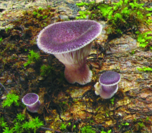Panus lecomtei