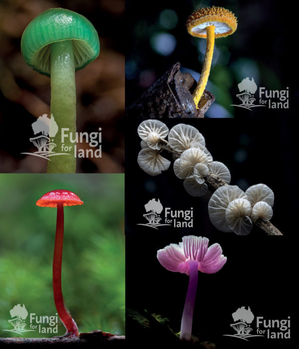 Reward: Fabulous Fungi Postcards set