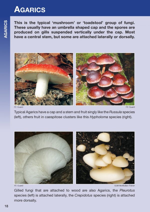 Australian Subtropical Fungi Revised - Image 3