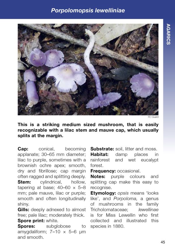 Australian Subtropical Fungi Revised - Image 4