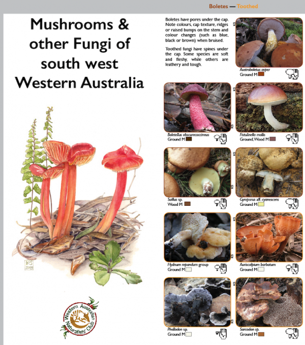 Mushrooms and other fungi of South West Western Australia