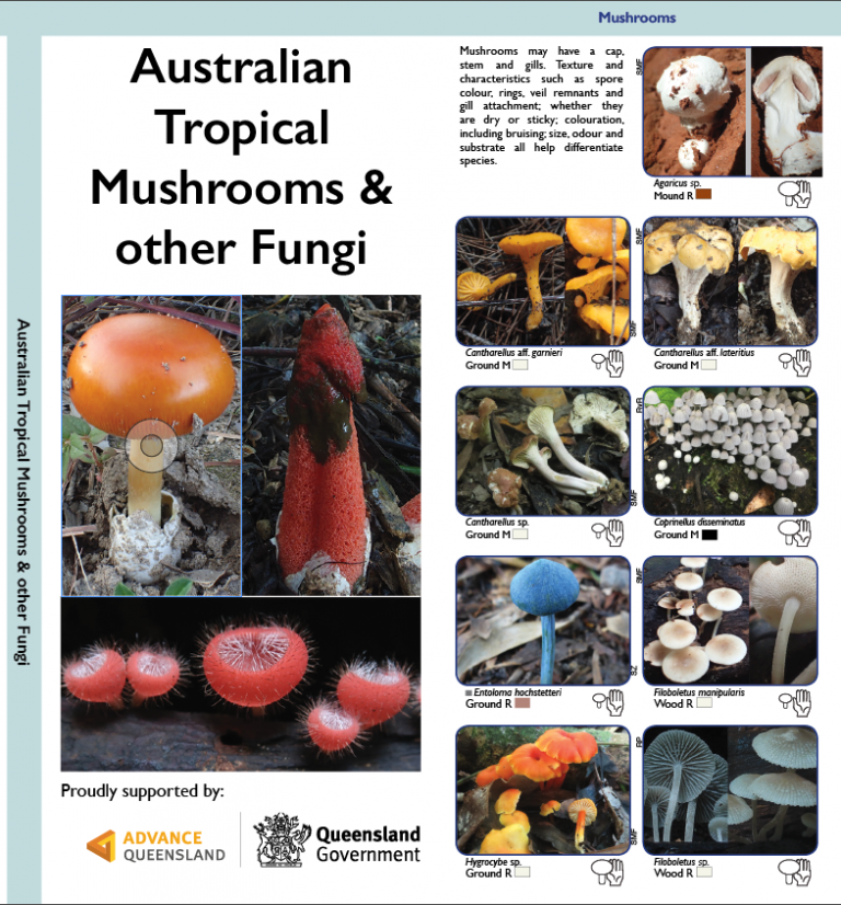 Australian Tropical Mushrooms & Other Fungi Fun Fungi Ecology