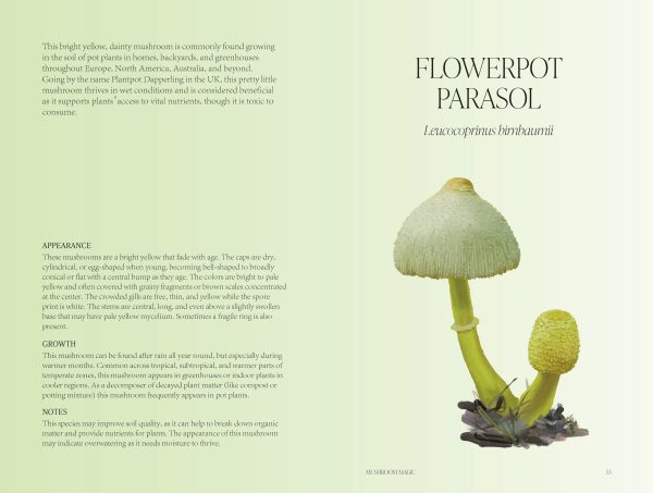 Mushroom Magic - Image 4