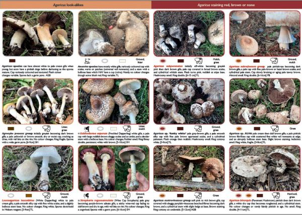 Bundle - South Eastern Australian field mushrooms - Image 2